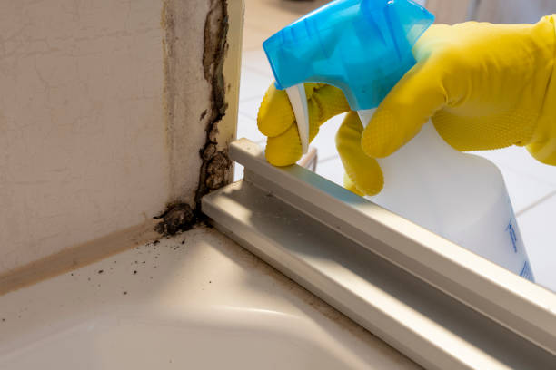 Best Commercial Mold Remediation in Valparaiso, FL