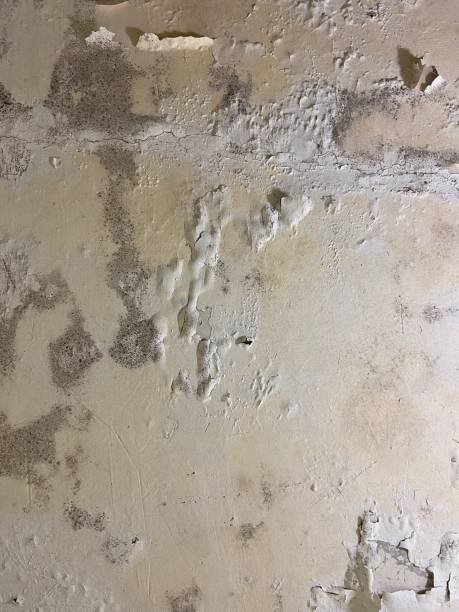 Best Commercial Mold Remediation in Valparaiso, FL